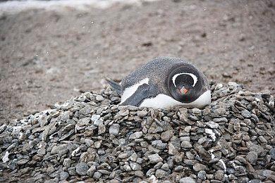 《爱丽丝》制作人希望EA能让他开发第三款游戏