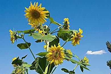 原作没有！《恶魔之魂：重制版》游戏文件藏粉丝虚构物品